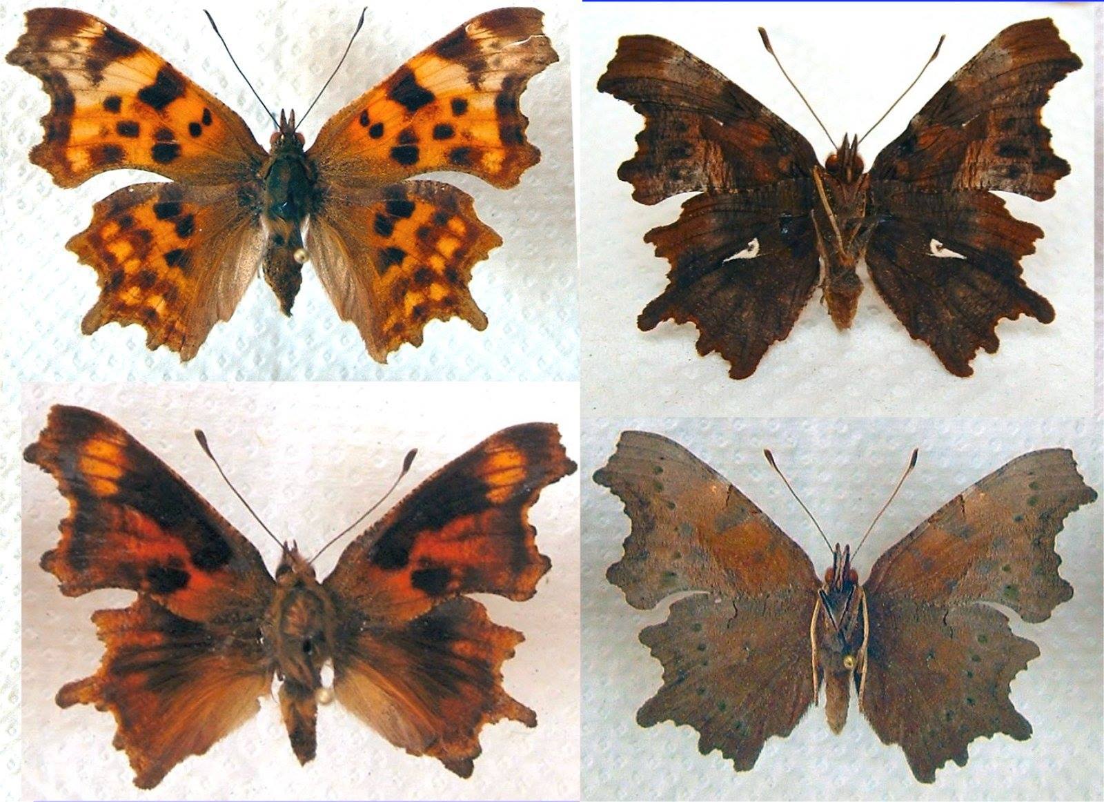 Polygonia c-album (collection of aberrations) [Internet image property of respective owner, non commercial use only]